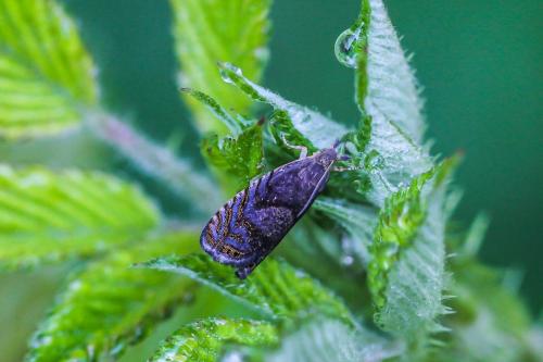 Réf. 294 010 : Dichrorampha sp.